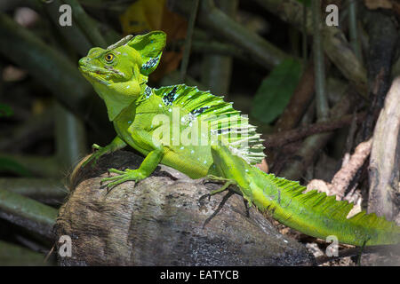 Ein schön gefiederte Basilisk, Basiliskos Plumifrons, sonnen sich auf einer gefallenen Kokosnuss. Stockfoto