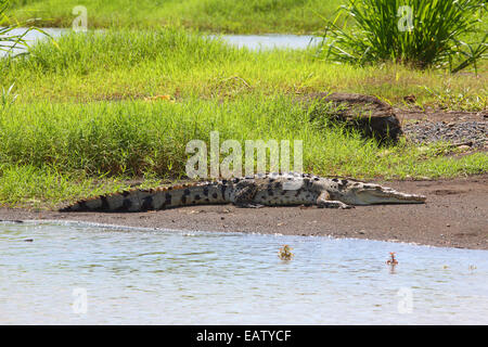 Ein amerikanisches Krokodil Crocodylus Acutus, sonnen sich auf einer Sandbank. Stockfoto