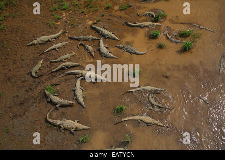 Eine große Gruppe von amerikanische Krokodile Crocodylus Acutus, sonnen sich auf einer Sandbank. Stockfoto