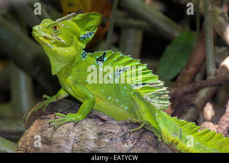 Ein schön gefiederte Basilisk, Basiliskos Plumifrons, sonnen sich auf einer gefallenen Kokosnuss. Stockfoto