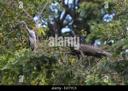 Ein grüner Leguan, Iguana Iguana, sonnen sich in der Nähe ein wenig Blue Heron in einem Mangrovensumpf. Stockfoto