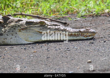 Ein amerikanisches Krokodil Crocodylus Acutus, sonnen sich auf einer Sandbank. Stockfoto