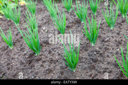 Biologischem Anbau Zwiebel-Plantage im Gemüsegarten Stockfoto