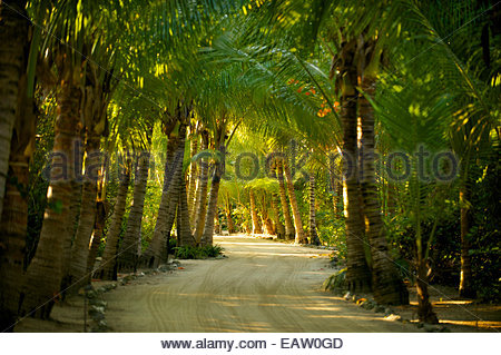 Weg durch tropischen Bäumen, einsamen Strand Stockfoto, Bild: 135427863