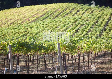 Schöne Aussicht auf die Weinberge im berühmten Napa Tal Wein-Land in Nord-Kalifornien, USA. Stockfoto