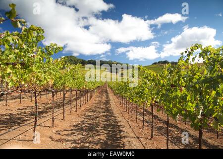 Schöne Aussicht auf die Weinberge im berühmten Napa Tal Wein-Land in Nord-Kalifornien, USA. Stockfoto