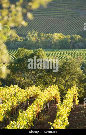 Schöne Aussicht auf die Weinberge im berühmten Napa Tal Wein-Land in Nord-Kalifornien, USA. Stockfoto