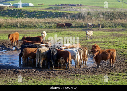 Kühe auf einer Outdoor-Futterstelle in Cornwall, Großbritannien Stockfoto