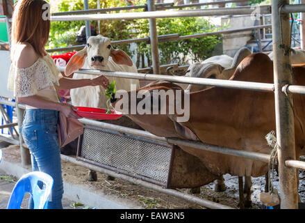 Fütterung der Kühe im Tempel Wat Hua Lamphong in Bangkok, Thailand Stockfoto