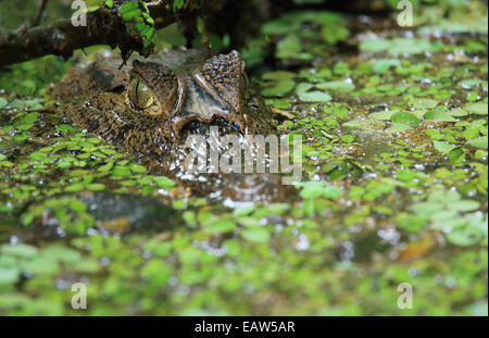 Brillentragende Kaiman (Caiman Crocodilus) in natürlichen Regenwald Kanal. Nationalpark Tortuguero, Costa Rica. Stockfoto