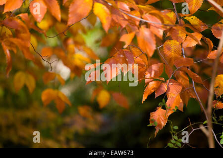 Herbst Blatt Hintergrundbild Stockfoto