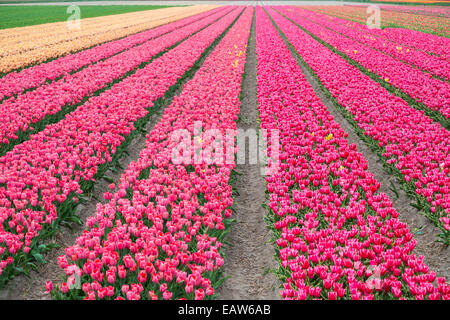 Reihen von hellen rosa Tulpen in einem Feld in Frühling, Lisse, Südholland, Niederlande Stockfoto