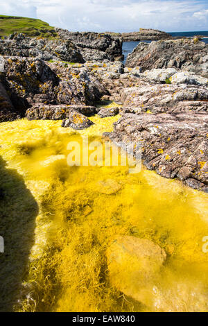 Algen wachsen in einem Rock Pool auf den Norden von Iona, aus Mull, Schottland. Stockfoto