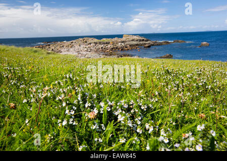 Machair, sandigen Grünland Lebensraum reich an wilden Blumen einzigartig zu den Hebriden-Inseln auf Iona, aus Mull, Schottland. Stockfoto