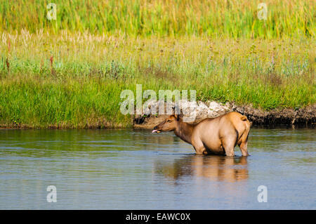 Wilde Doe Elch in einem Flusstal, Yellowstone-Nationalpark in Wyoming Stockfoto