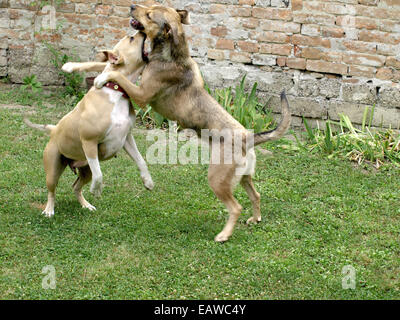 Stafford Hunde Mama und Tochter im Spiel Stockfoto