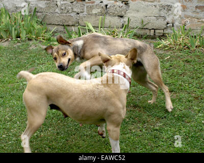 Stafford Hunde Mama und Tochter im Spiel Stockfoto