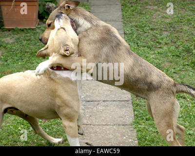 Stafford Hunde Mama und Tochter im Spiel Stockfoto