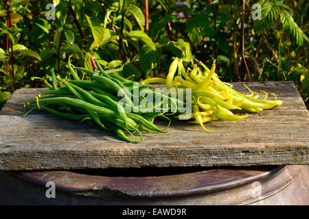 Frisch gepflückten Bohnen zwei Sorten; Zwerg, grünen Bohnen und Sorte mit gelben Hülsen: "Rocquencourt" (Phaseolus Vulgaris). Stockfoto