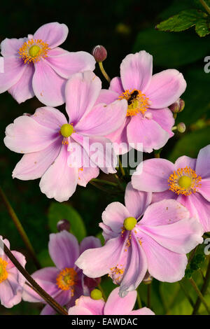 Anemone Japonica (japanische Anemone). Stockfoto