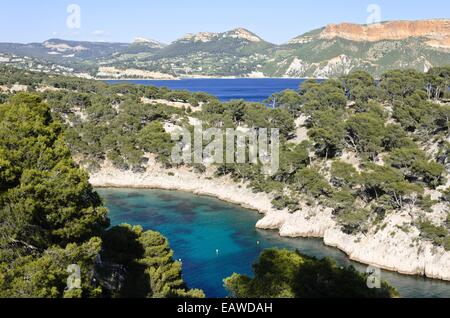 Aleppokiefern (Pinus halepensis) an der Calanque de Port-Pin, Calanques Nationalpark, Frankreich Stockfoto