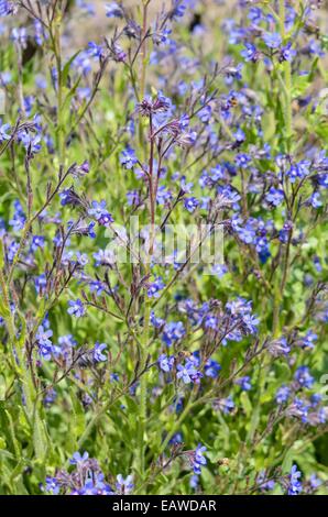 Die großen blauen alkanet (Anchusa azurea) Stockfoto