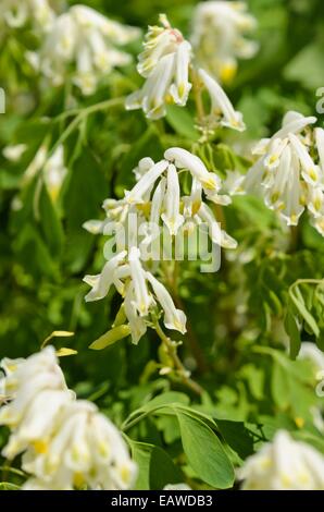 Weiß corydalis (pseudofumaria Alba syn. Corydalis ochroleuca) Stockfoto