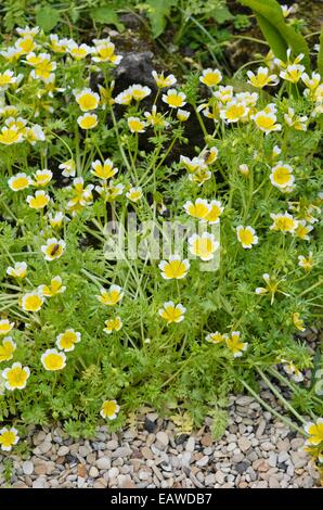 Pochiertes Ei Blume (limnanthes maculata) Stockfoto