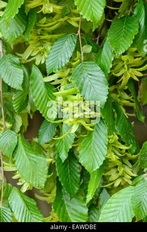 Gemeinsame Hainbuche (Carpinus betulus 'Pendula') Stockfoto