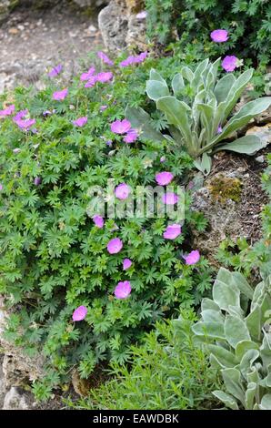 Bloody cranesbill (Geranium Sanguineum) Stockfoto