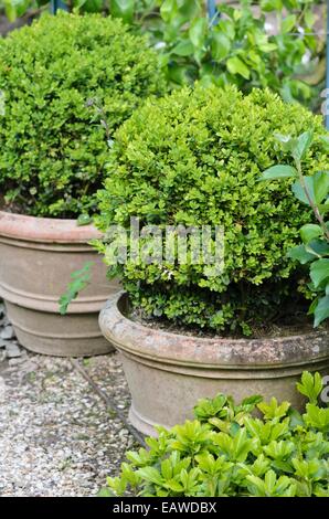 Gemeinsame Buchsbaum (buxus sempervirens) in Blumenkübel Stockfoto