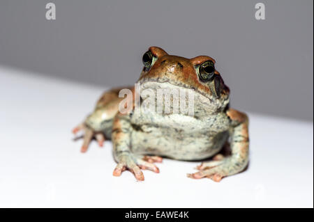 Eine gutturale Kröte thront auf dem weißen Porzellan einen Spülkasten. Stockfoto