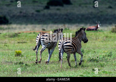 Ein paar Burchell Zebras galoppieren durch eine Savanne-Ebene. Stockfoto