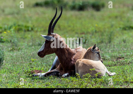 Eine Mutter Bontebok mit ihrem Kitz hält ein wachsames Auge für Raubtiere. Stockfoto