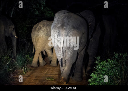 Eine Herde von afrikanischen Elefanten Fuß auf einem Waldweg in der Nacht. Stockfoto