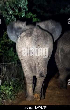 Eine Herde von afrikanischen Elefanten Fuß auf einem Waldweg in der Nacht. Stockfoto