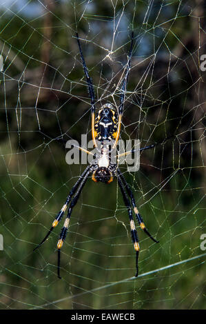 Eine weibliche Orb Spinne in ihrem Netz auf Beute warten ausgesetzt. Stockfoto