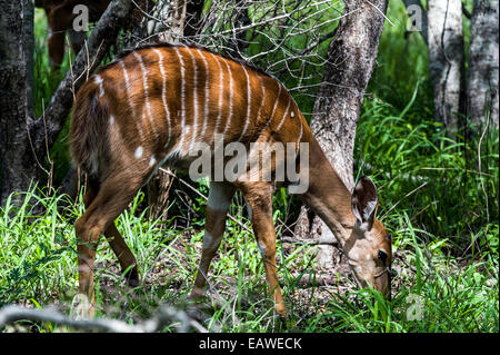 Ein weiblicher Nyala auf frische Gräser in einem Feuchtgebiet Wald Weiden. Stockfoto