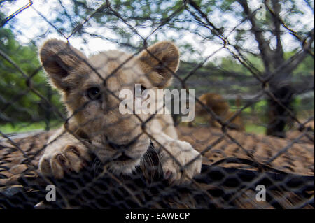 Eine neugierige African Lion Cub späht durch den Draht von seinem Käfig. Stockfoto