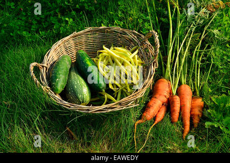 Ernte von Gemüse im Garten: Gurken, Karotten, Zucchini, Bohnen ("Rocquencourt" Sorte). Stockfoto