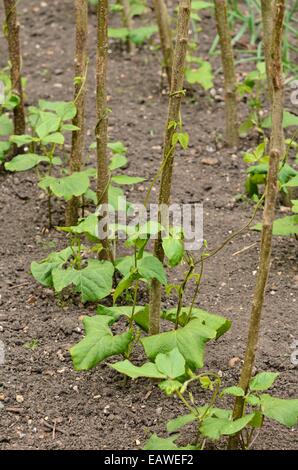 Grüne Bohne (Phaseolus Vulgaris var. Vulgaris 