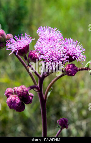 Vernonia Oligocephala Blüten sind eine Lieblingsspeise von Rhinoceros. Stockfoto