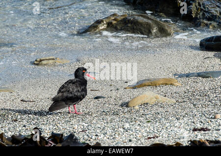 Eine afrikanische schwarze Austernfischer ruht auf einer Shell Strand bei Ebbe. Stockfoto