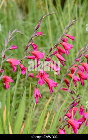 Wilder Gladiolus (Gladiolus communis subsp. Byzantinus) Stockfoto