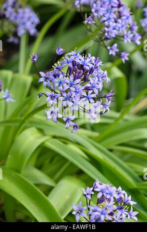 Portugiesische Blausterne (Scilla rubro) Stockfoto