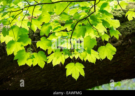 Ahorn Blätter im Frühling. Stockfoto