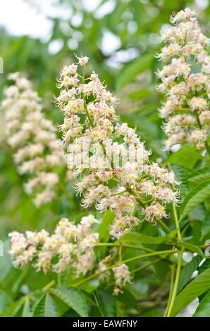 Japanische Rosskastanie (Aesculus Turbinata) Stockfoto