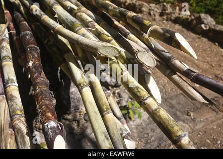 Zuckerrohr (Saccharum Officinarum) Stiele. Stockfoto