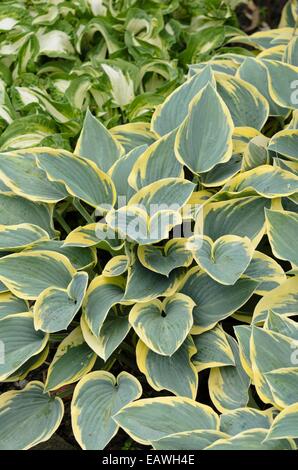 Wegerich Lily (Hosta ersten Frost) Stockfoto