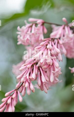 Flieder (Syringa x Bellicent josiflexa'') Stockfoto